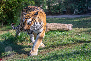 Siberian Tiger