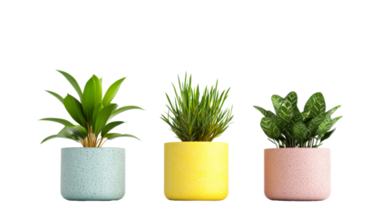 Indoor Plants in Colorful Pots, Isolated Background, cut out transparent