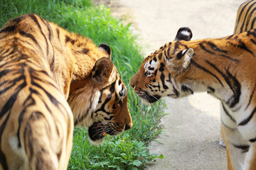 Fototapeta premium Siberian Tiger