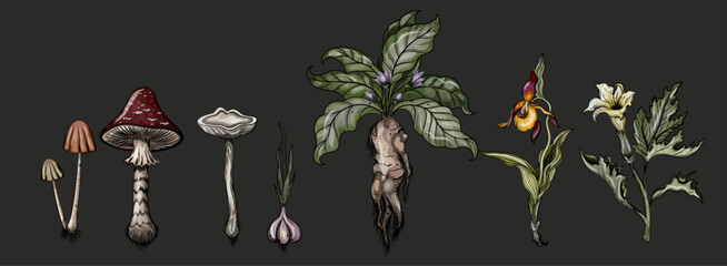 Naklejka premium Goblincore style plant and mushroom set