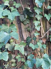 Close-up textured tree trunk adorned with lush green ivy; heart-shaped leaves with vivid white veins highlight rough bark, layered grooves and organic charm, capturing vibrant natural symbiosis