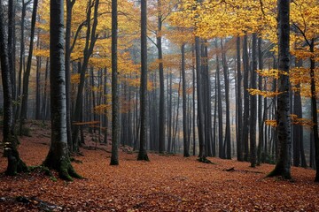 Obraz premium Fog entering mysterious autumn forest with colorful fallen leaves