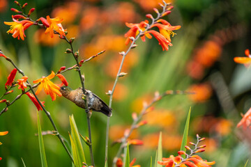 Tyrian metaltail (Metallura tyrianthina) hummingbird feeding on an orange flower in a garden at a high altitude lodge on the edge of Cotopaxi National Park, Ecuador