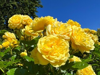 Yellow roses flowers in summer garden