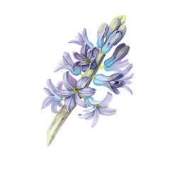 Hyacinth violet flower isolated on white background. Watercolor hand drawn realistic botanic sketch illustration. Art design beauty wedding invitation, greeting card easter decoration stylish graphic.