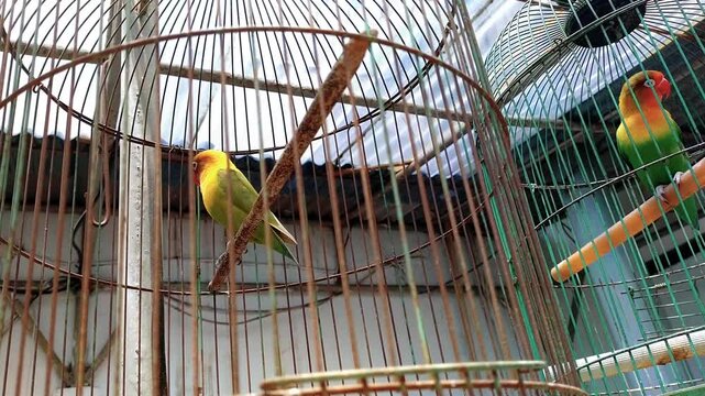 a pair of beautiful love birds in separate cages in the morning