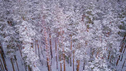 winter forest landscape in the wild