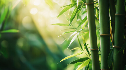 A close-up of solid green bamboo with a natural background of lush greenery and soft sunlight filtering through the leaves,A calm, natural backdrop featuring solid green bamboo stalks, the texture of 