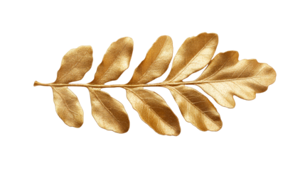 Golden leaf with vein, pattern, autumn, fall, detail, cut out transparent