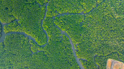 Aerial view of mangrove forest and delta river with meandering canals cutting through. Mangrove canals are waterways from fishing villages to the sea in Phang Nga. Nature designed the mangrove art.