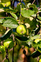 green apples ripening among leaves on tree branches