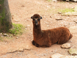 This is an alpaca photographed at the zoo. It is resting on the ground.
