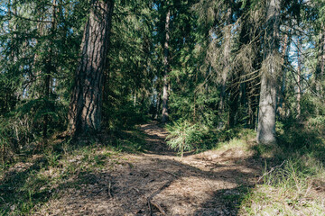 Forest path leading into dark evergreen woods with dramatic sunlight and shadows, symbolic nature scene for mindfulness, mystery or solitude themes