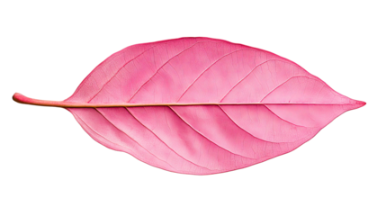 Elegant pink leaf macro detail nature studio background, cut out transparent