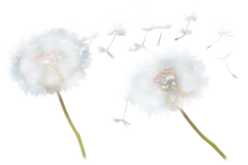PNG Two dandelions flowing background plants black.