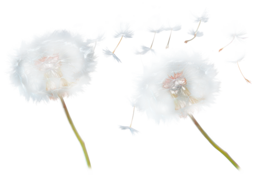 PNG Two dandelions flowing background plants black.
