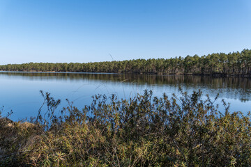 Bog lake with pine forest reflection and wild shrubs in foreground, tranquil spring landscape in northern Europe under clear blue sky