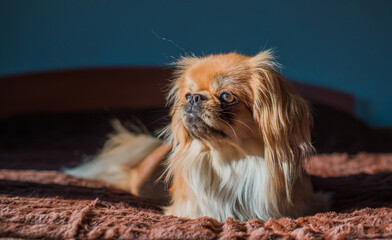 Tibetan spaniel breed of dog, Asian light brown color of pet.