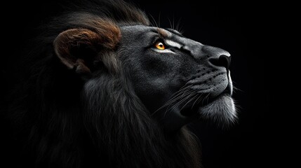 Majestic lion profile, dark background, wildlife portrait, power symbol
