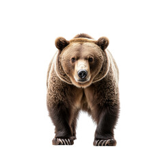 Obraz premium Grizzly bear encounter wilderness wildlife photography forest close-up