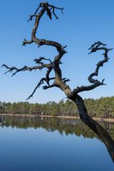 Twisted dead tree branch silhouette against forest lake and blue sky reflection, concept of contrast, solitude and resilience in nature