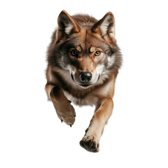 Fototapeta premium Wolf running through forest wildlife photography nature close-up