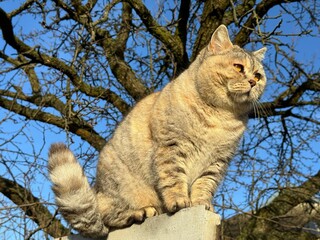 Cute cat sitting on fence 