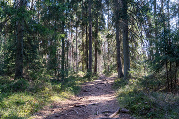 Peaceful Forest Trail through Evergreen Trees with Sunlight and Roots on the Ground – Serene Nature Pathway in a Quiet Woodland Landscape