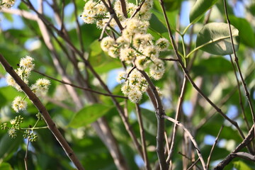 Syzygium cumini flowers on the tree. Its common names Malabar plum, Java plum,  black plum, jamun, jamun, jamun and  jambolan. It is an evergreen tropical tree in the flowering plant family Myrtaceae.