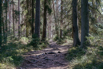 Peaceful Forest Trail through Evergreen Trees with Sunlight and Roots on the Ground – Serene Nature Pathway in a Quiet Woodland Landscape