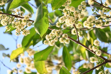 Syzygium cumini flowers on the tree. Its common names Malabar plum, Java plum,  black plum, jamun, jamun, jamun and  jambolan. It is an evergreen tropical tree in the flowering plant family Myrtaceae.