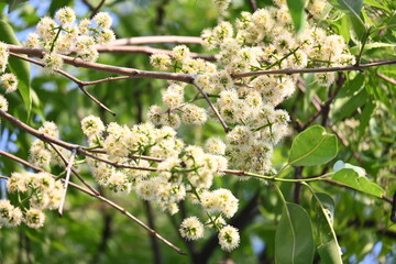 Syzygium cumini flowers on the tree. Its common names Malabar plum, Java plum,  black plum, jamun, jamun, jamun and  jambolan. It is an evergreen tropical tree in the flowering plant family Myrtaceae.