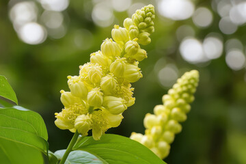 close up of beautiful yellow flower cluster, showcasing delicate petals and lush green leaves. soft bokeh background enhances serene and tranquil atmosphere of this natural scene