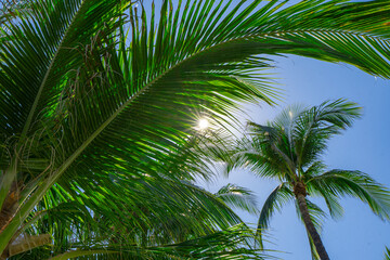 Obraz premium Tropical palm pattern. Nature tropical landscape. Summer coast view. Green palm tree on blue sky. Tropical paradise. Exotic background. Palm landscape. Tropics palm tree texture. Summer palms trees.