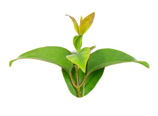 Fototapeta premium Fresh green leaves isolated on a white background