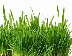 Fototapeta premium Green grass isolated on white background. The collection different types of lawn