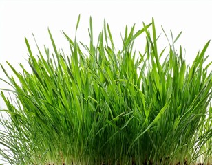 Green grass isolated on white background. The collection different types of lawn