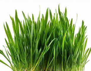 Fototapeta premium Green grass isolated on white background. The collection different types of lawn