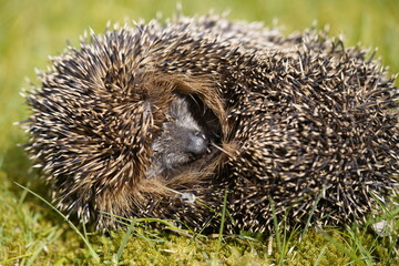 European hedgehog (Erinaceus europaeus), also known as the western hedgehog or western hedgehog, is...