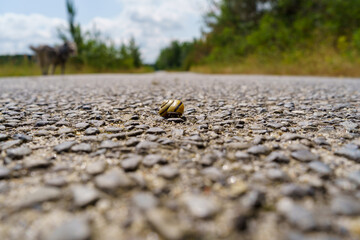 Snail Crawling on a Textured Road with Blurred Background Featuring a Distant Dog