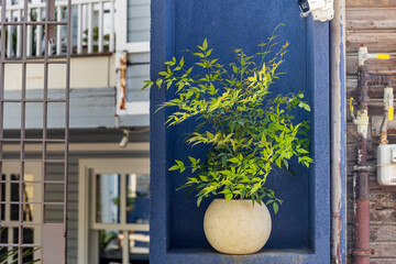 Nandina domestica, also known as heavenly bamboo, in a decorative pot in a niche in a building.