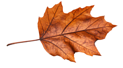 Autumn maple leaf with intricate veins and patterns, cut out transparent