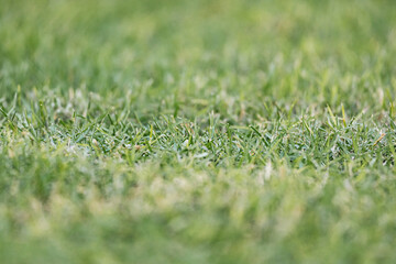 Green lawn, natural grass background, selective focus, bokeh
