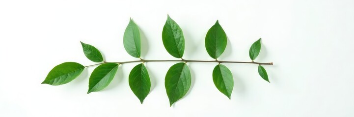 Fototapeta premium Dark green branch isolated on white background, solitary, leaf, minimalist