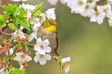 yellow bird on a branch