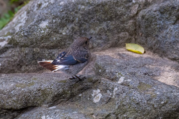 a small bird on the rocks