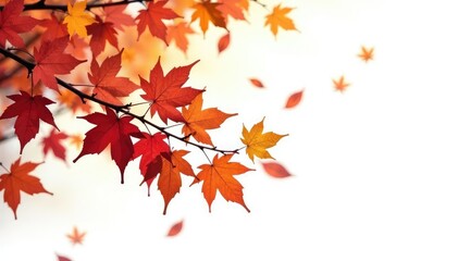 Fototapeta premium Isolated branches on white background with fallen leaves, foliage, winter