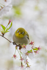 bird on a branch