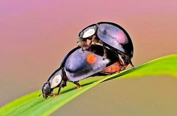 bug on a leaf