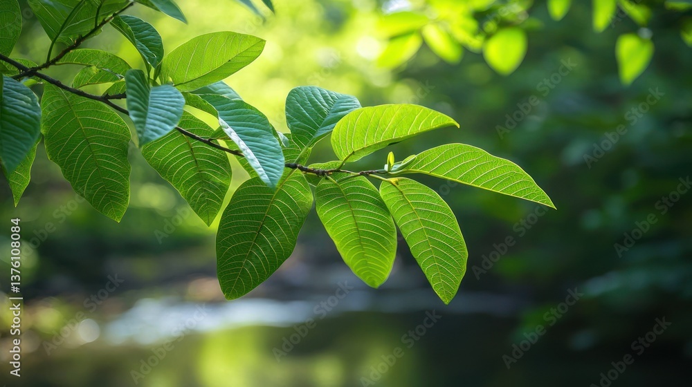 Poster A branch of guava leaves extending over a small river in a tranquil forest scene. 